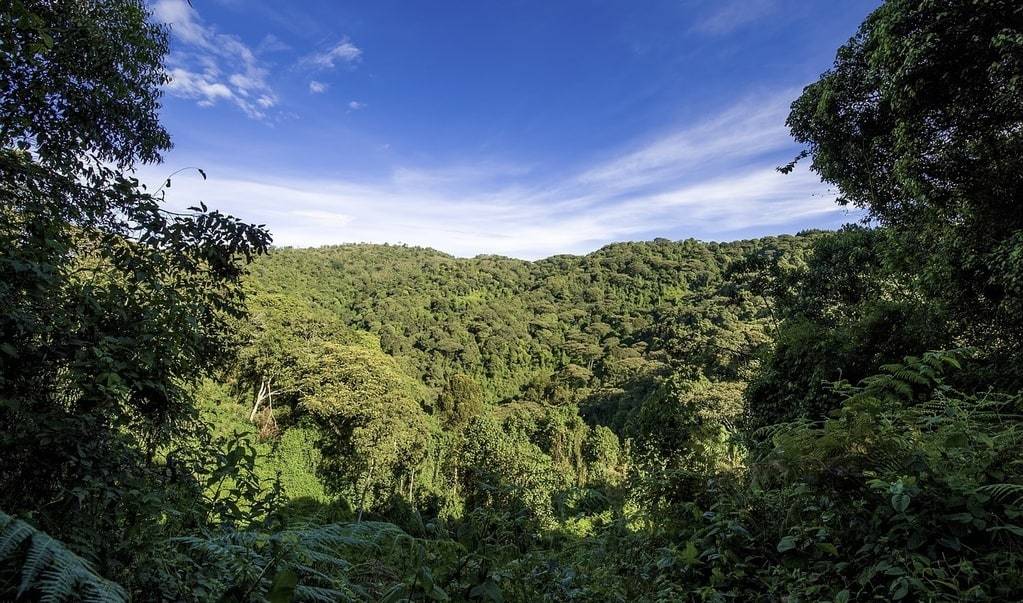 Les solutions durables pour préserver la biodiversité mondiale à long terme